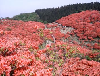 雑記＿大和葛城山の群生ツツジの艶姿_a0038933_21105287.jpg