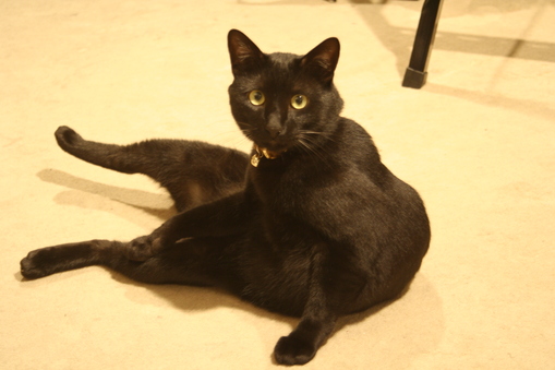 黒猫とバイオリン弾きとトイカーと_b0019333_99242.jpg