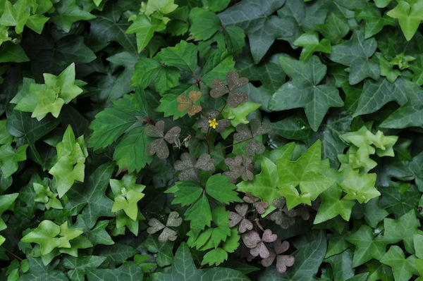 GREEN_b0172633_1132591.jpg