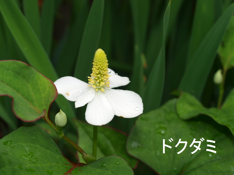 庭の花_f0074956_7361666.jpg