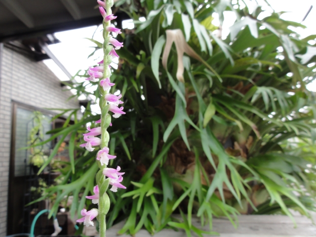 c0108460_22232157.jpg