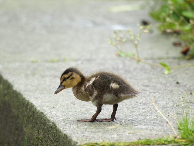 金太郎池のヒナガモ 2010_d0153062_940918.jpg