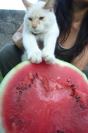 watermelon._c0153966_20343944.jpg