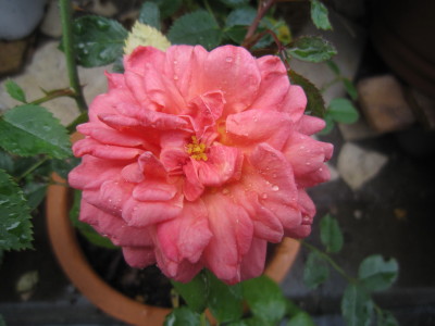 c0202870_9384165.jpg