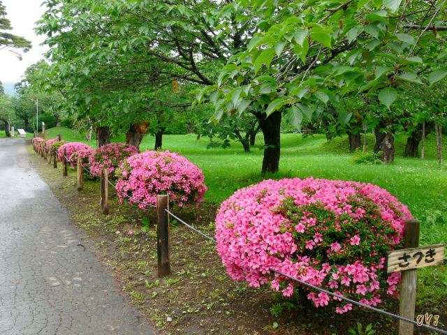 夏の『松前公園』風景　②_f0166871_1304363.jpg