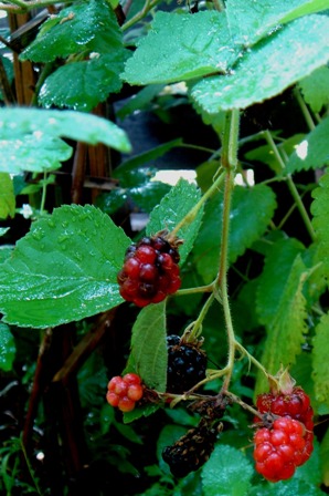 c0135480_13361256.jpg