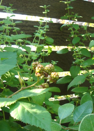 c0135480_13412020.jpg