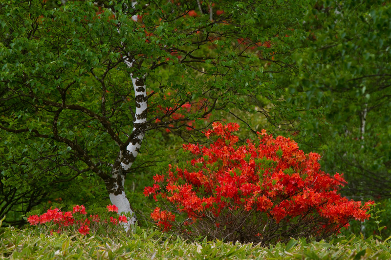 長野県山ノ内町 志賀高原 その2 ニイガタ越後「旬の撮影地」