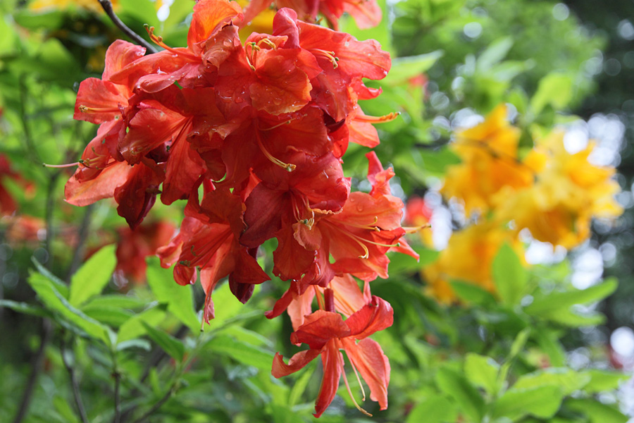 10.06.19：同僚と行く八千穂高原～白樺湖、レンゲツツジを訪ねて５_c0007190_18272365.jpg