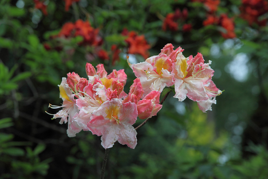 10.06.19：同僚と行く八千穂高原～白樺湖、レンゲツツジを訪ねて５_c0007190_18275247.jpg