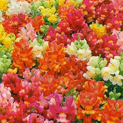 欲望_c0125004_81829.jpg