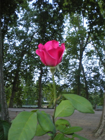 c0124619_5224843.jpg