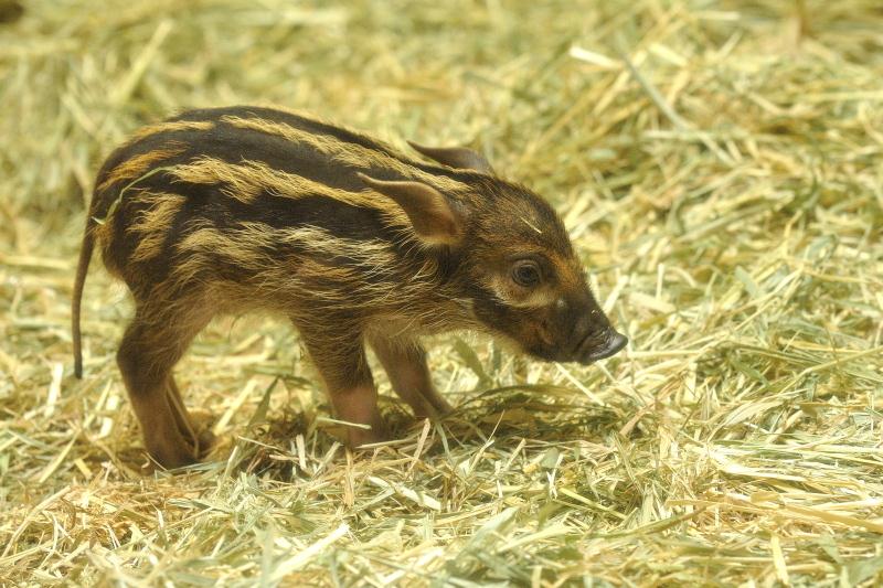 ズーラシア アカカワイノシシの赤ちゃん 写真を貼ったりするブログ かも