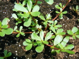f0235026_2026374.jpg
