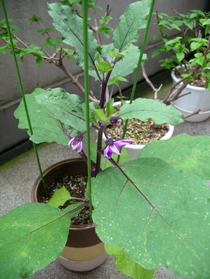 f0108133_74835.jpg