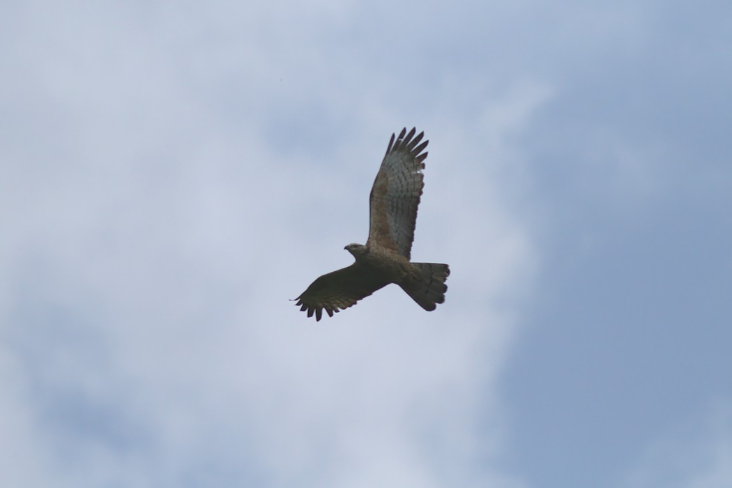 e0154134_9420100.jpg