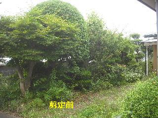 植木戦隊_f0031037_2131070.jpg