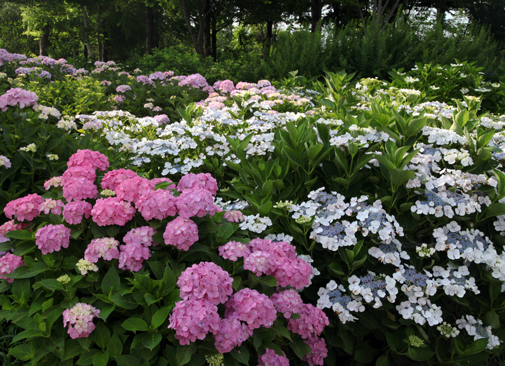 滋賀県守山市　芦刈園　紫陽花_c0108146_21223953.jpg