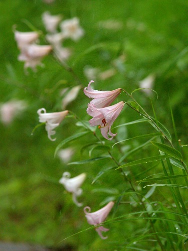 雨に香る満開のササユリ_c0194161_204697.jpg