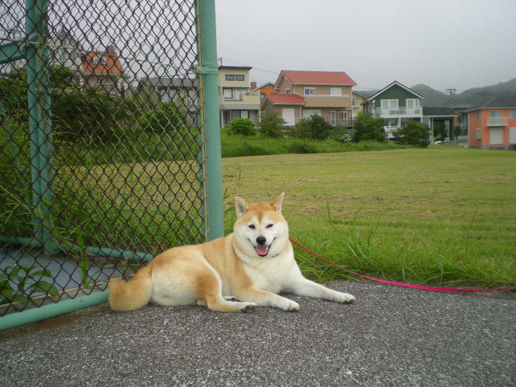 2010年7月3日(土)夜、こころちゃんはベランダで・・・_f0060461_10124239.jpg