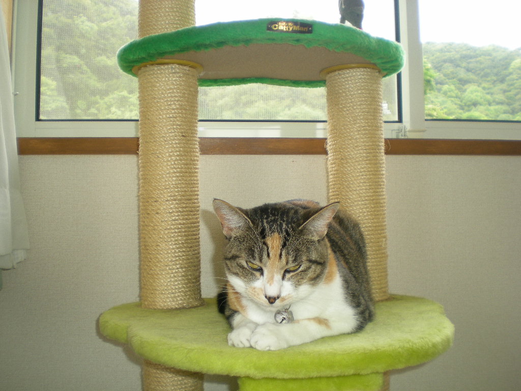 2010年7月3日(土)夜、こころちゃんはベランダで・・・_f0060461_1022372.jpg