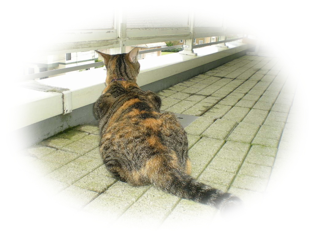 2010年7月3日(土)夜、こころちゃんはベランダで・・・_f0060461_10353953.jpg