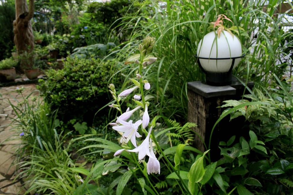 ギボウシの花の隣で。。。_a0107574_5495939.jpg