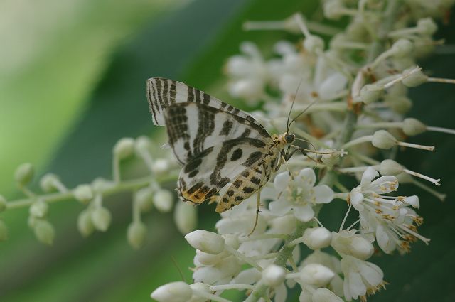 ■　リョウブに集まる虫 (3)　　　10.7.3　　　（アオスジアゲハ、ナミガタシロナミシャク、ほか）_e0070891_18565180.jpg