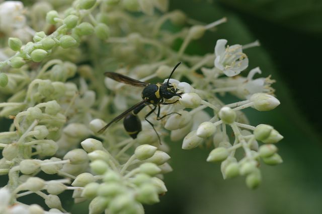 ■　リョウブに集まる虫 (3)　　　10.7.3　　　（アオスジアゲハ、ナミガタシロナミシャク、ほか）_e0070891_18583238.jpg