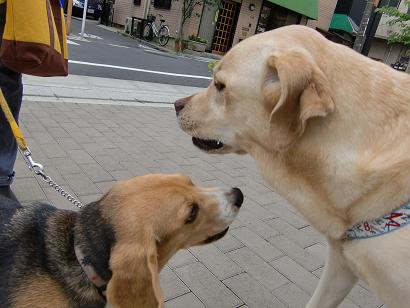 朝散歩＆プレゼント♪_c0028792_2365434.jpg