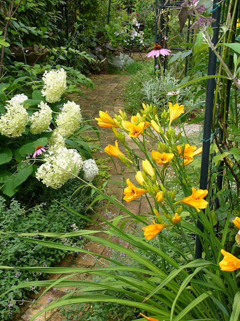 雨上がりの庭　雨粒を付けて咲いているお花達♪_a0123003_1015338.jpg