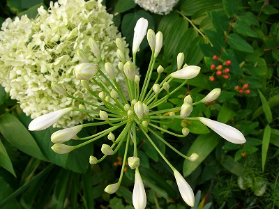 a0123003_10181268.jpg