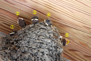 c0143711_18392931.gif
