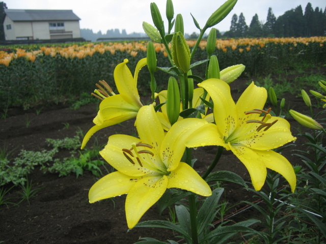 この時期だけのお花畑^^;_f0067514_9502194.jpg