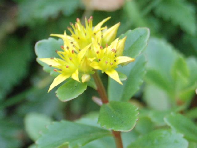 蝦夷の麒麟草 エゾノキリンソウ 花の仲間調べ