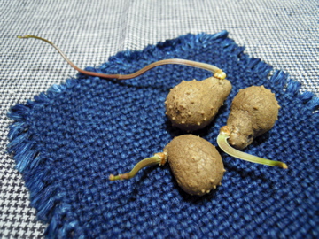 f0229926_1539827.jpg