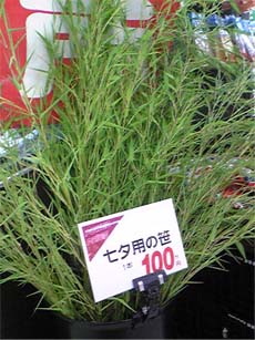 7月といえば_e0103327_1749315.jpg