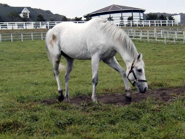 怪物競争馬　オグリキャップ死ぬ_c0144828_6283276.jpg