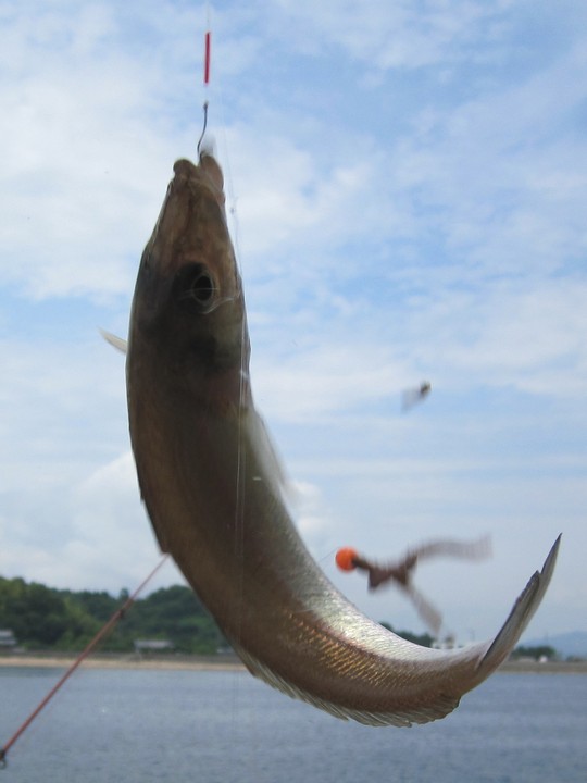 降り続いた雨の後のキス釣り すすむの気まぐれ釣り日記