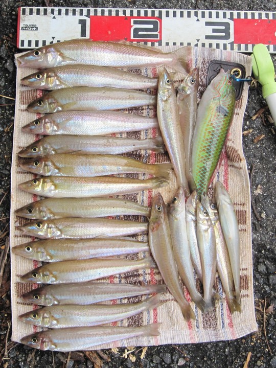 降り続いた雨の後のキス釣り すすむの気まぐれ釣り日記 降り続いた雨の後のキス釣り すすむの気まぐれ釣り日記