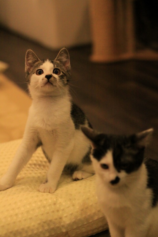豊中市岡町 猫cafe Calm 新 間違いだらけの猫カフェ選び 豊中市岡町 猫cafe Calm 新 間違いだらけの猫カフェ選び