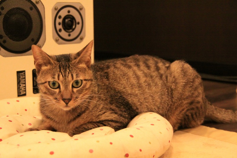 豊中市岡町 猫cafe Calm 新 間違いだらけの猫カフェ選び 豊中市岡町 猫cafe Calm 新 間違いだらけの猫カフェ選び