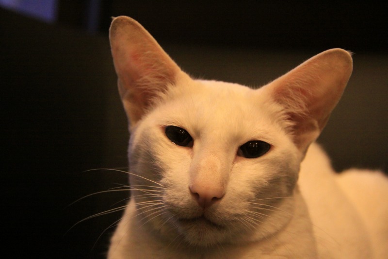 豊中市岡町 猫cafe Calm 新 間違いだらけの猫カフェ選び 豊中市岡町 猫cafe Calm 新 間違いだらけの猫カフェ選び