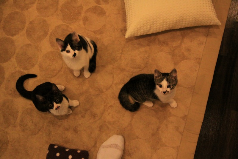 豊中市岡町 猫cafe Calm 新 間違いだらけの猫カフェ選び 豊中市岡町 猫cafe Calm 新 間違いだらけの猫カフェ選び