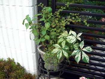 e0110940_2231126.jpg
