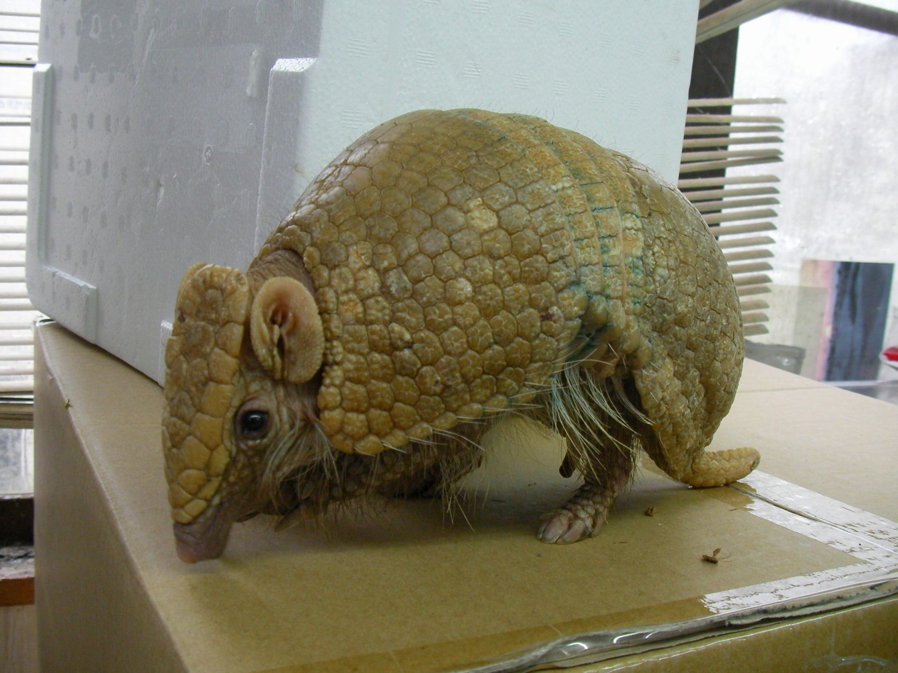 Mammals In Meito みなと店発 ペポニまねーじゃーブログ Mammals In Meito みなと店発 ペポニまねーじゃーブログ