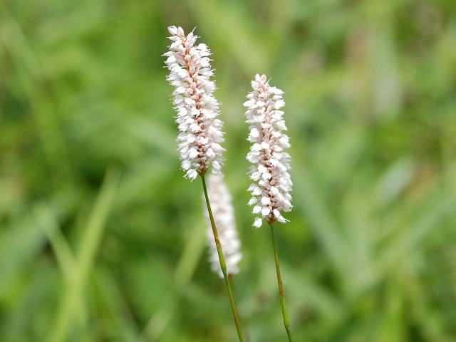 伊吹虎の尾 イブキトラノオ ポピュラーな花