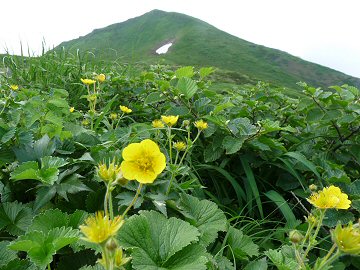 秋田駒ヶ岳_f0019247_1928406.jpg