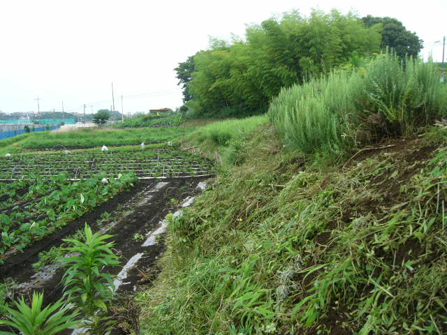 崖の草刈りと・・都内のレストランに野菜を箱詰め_c0222448_12145020.jpg