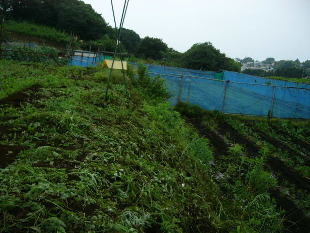 崖の草刈りと・・都内のレストランに野菜を箱詰め_c0222448_1214573.jpg